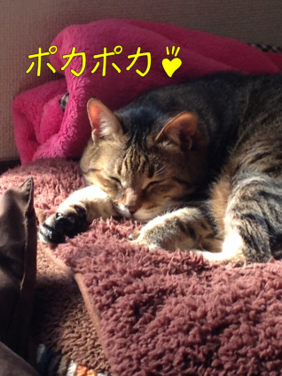Cat pictures｜ポカポカ
