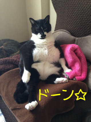 Cat pictures｜おっおなかぁっ!!!