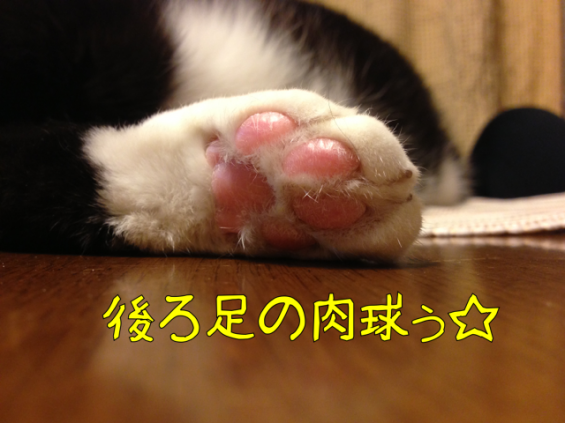 Cat pictures｜ぷにぷに
