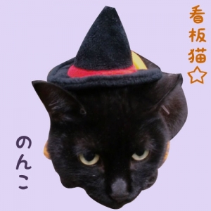 Cat pictures｜のんこ
