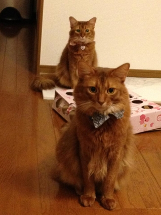 Cat pictures｜本日のシンクロ兄妹。「一列」
