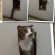 Cat pictures｜今日のこてつ。
