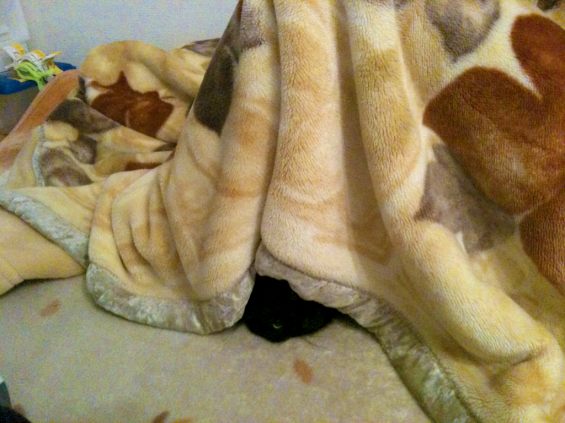 Cat pictures｜【問題】どこで寝てるでしょう？？その②