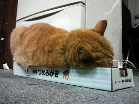 Cat pictures｜再びふて寝。