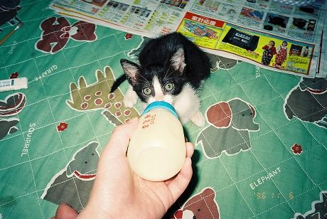 Cat pictures｜ミルク飲みニャンコ