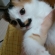 Cat pictures｜ペロッ