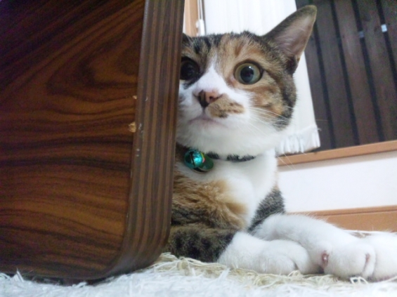 Cat pictures｜おっ！