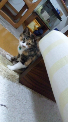 Cat pictures｜キッらーん！