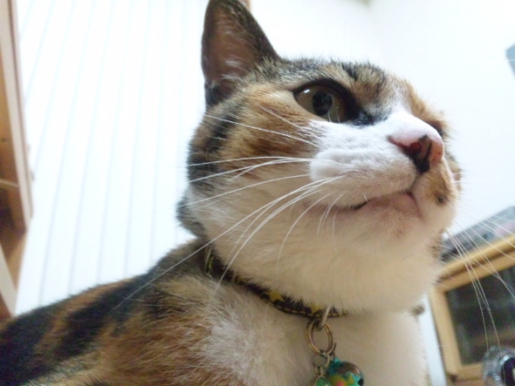 Cat pictures｜おっとこまえ〜！って、あたしゃ女子よ！
