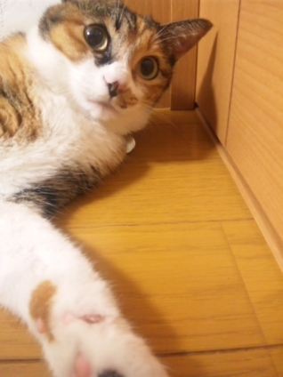 Cat pictures｜開けて下さい！