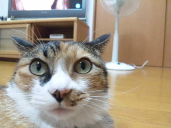 Cat pictures｜んっ？