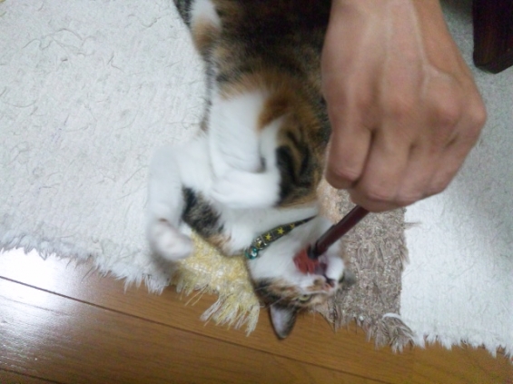 Cat pictures｜逆襲！