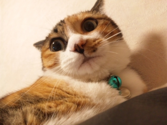 Cat pictures｜ちゃらり〜っ！！