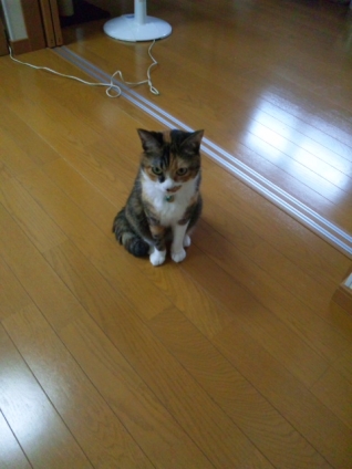 Cat pictures｜ぽつーん