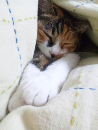 Cat pictures｜寝て(-_-)zzzますた・・・