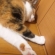 Cat pictures｜ここを