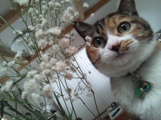 Cat pictures｜お花見ですにゃ！