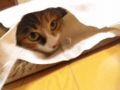 猫トラップ！袋・・・　んにゃ？