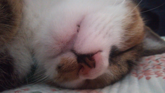 Cat pictures｜爆睡！
