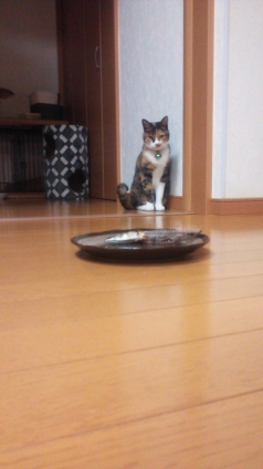 Cat pictures｜んっ！？