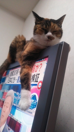 Cat pictures｜だらーんと、テレビ猫・・・