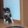 Cat pictures｜こわっ((((；゜Д゜)))