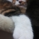 Cat pictures｜ムギュ～