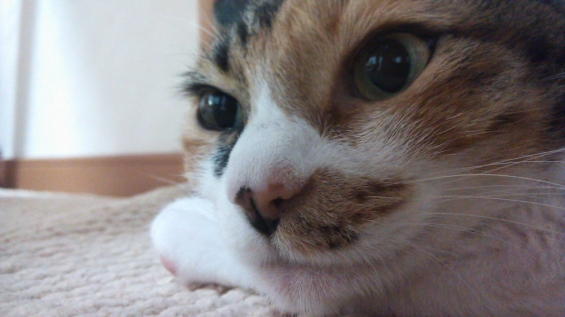 Cat pictures｜物思う・・・