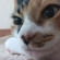Cat pictures｜物思う・・・