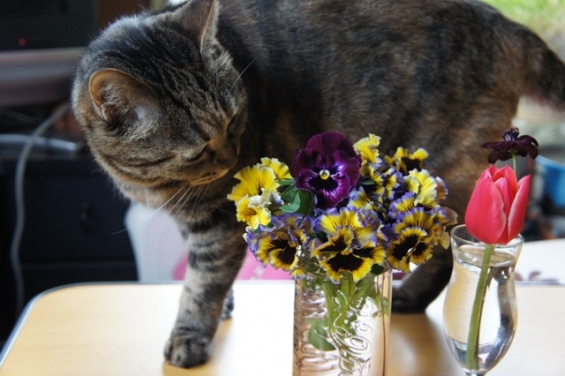 Cat pictures｜これは・・お庭にあったお花にゃん！