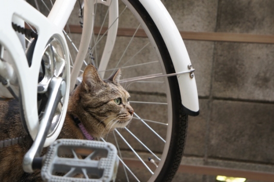 Cat pictures｜自転車邪魔にゃん