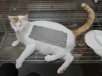 Cat pictures｜自立歩行型キーボード