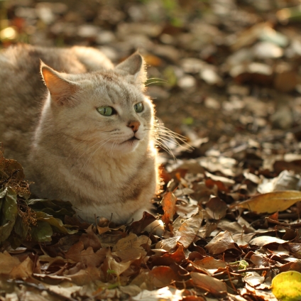 Cat pictures｜春なのに秋みたいな。。。