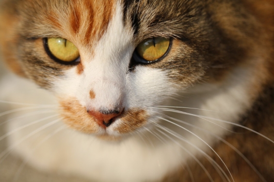 Cat pictures｜Cat's  eye