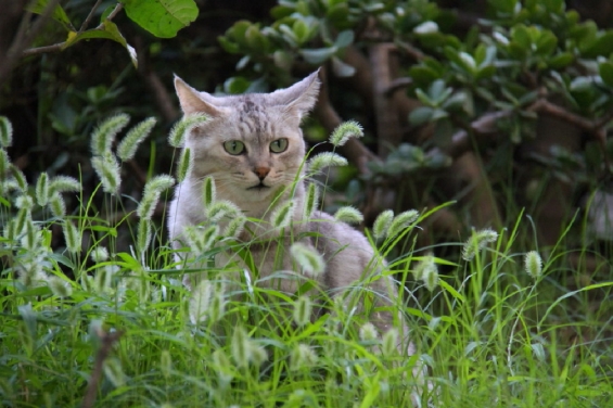 Cat pictures｜ネコジャラシの茂みで。。。