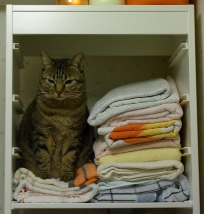Cat pictures｜毛布です～