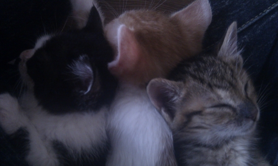 Cat pictures｜寝ている子猫たち