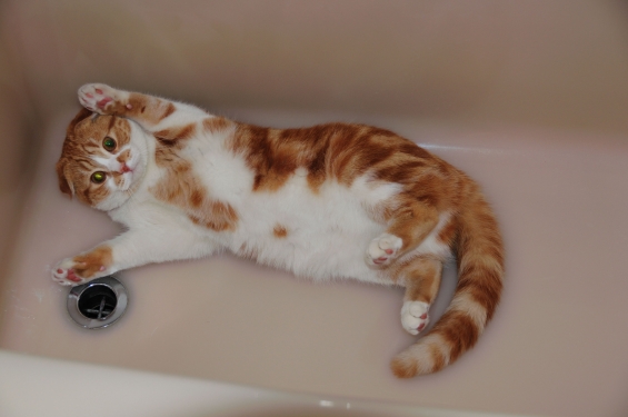 Cat pictures｜バンザイ！お風呂でリラックス～
