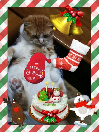 Cat pictures｜☆メリークリスマス☆
