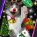 Cat pictures｜★メリークリスマス★