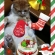 Cat pictures｜☆メリークリスマス☆