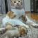 Cat pictures｜まったり(*´ω｀*)