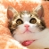 Cat pictures｜モフモフ～
