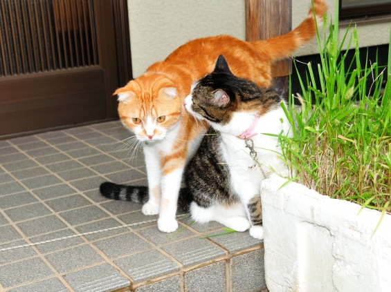 Cat pictures｜モカ兄ちゃん～あ・の・ね・・・