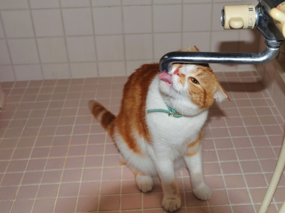 Cat pictures｜お風呂上がりの１滴　ペロ～