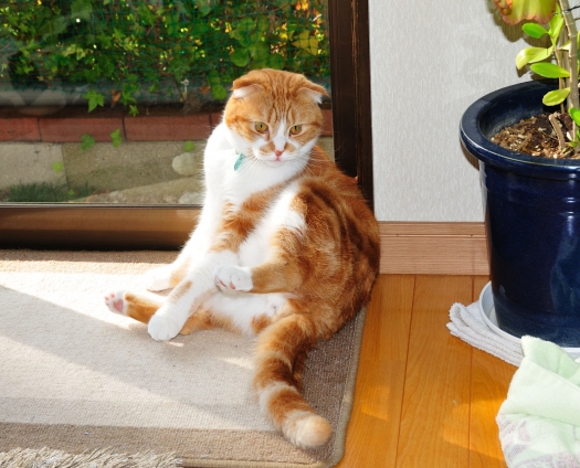 Cat pictures｜日だまり～ポカポカ～