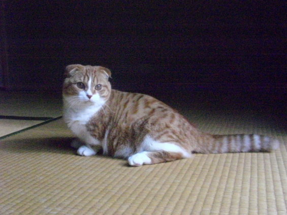 Cat pictures｜じ～っ