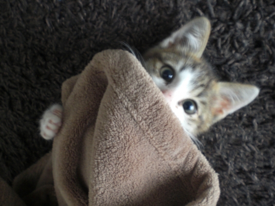 Cat pictures｜『この毛布だけは…めくらないで。』