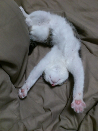 Cat pictures｜こんな格好で眠れるんだもの。
