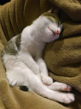 Cat pictures｜…座って寝なくてもよろしいのに笑。